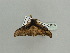  ( - BC ZSM Lep 93628)  @12 [ ] CreativeCommons - Attribution Non-Commercial Share-Alike (2016) SNSB, Staatliche Naturwissenschaftliche Sammlungen Bayerns ZSM (SNSB, Zoologische Staatssammlung Muenchen)