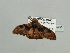  ( - BC ZSM Lep 93629)  @12 [ ] CreativeCommons - Attribution Non-Commercial Share-Alike (2016) SNSB, Staatliche Naturwissenschaftliche Sammlungen Bayerns ZSM (SNSB, Zoologische Staatssammlung Muenchen)