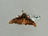  ( - BC ZSM Lep 93630)  @12 [ ] CreativeCommons - Attribution Non-Commercial Share-Alike (2016) SNSB, Staatliche Naturwissenschaftliche Sammlungen Bayerns ZSM (SNSB, Zoologische Staatssammlung Muenchen)