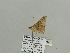  (Gongropteryx AH01Ca - BC ZSM Lep 93637)  @12 [ ] CreativeCommons - Attribution Non-Commercial Share-Alike (2016) SNSB, Staatliche Naturwissenschaftliche Sammlungen Bayerns ZSM (SNSB, Zoologische Staatssammlung Muenchen)
