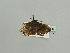  ( - BC ZSM Lep 93644)  @12 [ ] CreativeCommons - Attribution Non-Commercial Share-Alike (2016) SNSB, Staatliche Naturwissenschaftliche Sammlungen Bayerns ZSM (SNSB, Zoologische Staatssammlung Muenchen)