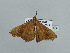  ( - BC ZSM Lep 93652)  @13 [ ] CreativeCommons - Attribution Non-Commercial Share-Alike (2016) SNSB, Staatliche Naturwissenschaftliche Sammlungen Bayerns ZSM (SNSB, Zoologische Staatssammlung Muenchen)