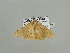  ( - BC ZSM Lep 93664)  @13 [ ] CreativeCommons - Attribution Non-Commercial Share-Alike (2016) SNSB, Staatliche Naturwissenschaftliche Sammlungen Bayerns ZSM (SNSB, Zoologische Staatssammlung Muenchen)