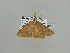 (Luxiaria curvivenaAH01Ca - BC ZSM Lep 93665)  @13 [ ] CreativeCommons - Attribution Non-Commercial Share-Alike (2016) SNSB, Staatliche Naturwissenschaftliche Sammlungen Bayerns ZSM (SNSB, Zoologische Staatssammlung Muenchen)