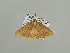  (Luxiaria curvivenaAH02Ca - BC ZSM Lep 93666)  @13 [ ] CreativeCommons - Attribution Non-Commercial Share-Alike (2016) SNSB, Staatliche Naturwissenschaftliche Sammlungen Bayerns ZSM (SNSB, Zoologische Staatssammlung Muenchen)