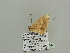  (Luxiaria AH01Ca - BC ZSM Lep 93667)  @12 [ ] CreativeCommons - Attribution Non-Commercial Share-Alike (2016) SNSB, Staatliche Naturwissenschaftliche Sammlungen Bayerns ZSM (SNSB, Zoologische Staatssammlung Muenchen)