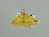  (Epigynopteryx curvimargoAH01Ca - BC ZSM Lep 93670)  @12 [ ] CreativeCommons - Attribution Non-Commercial Share-Alike (2016) SNSB, Staatliche Naturwissenschaftliche Sammlungen Bayerns ZSM (SNSB, Zoologische Staatssammlung Muenchen)