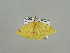  (Epigynopteryx curvimargoAH02Ca - BC ZSM Lep 93671)  @13 [ ] CreativeCommons - Attribution Non-Commercial Share-Alike (2016) SNSB, Staatliche Naturwissenschaftliche Sammlungen Bayerns ZSM (SNSB, Zoologische Staatssammlung Muenchen)