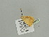  (Epigynopteryx impunctataAH01Ca - BC ZSM Lep 93672)  @12 [ ] CreativeCommons - Attribution Non-Commercial Share-Alike (2016) SNSB, Staatliche Naturwissenschaftliche Sammlungen Bayerns ZSM (SNSB, Zoologische Staatssammlung Muenchen)