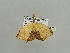  (Epigynopteryx straminea - BC ZSM Lep 93673)  @12 [ ] CreativeCommons - Attribution Non-Commercial Share-Alike (2016) SNSB, Staatliche Naturwissenschaftliche Sammlungen Bayerns ZSM (SNSB, Zoologische Staatssammlung Muenchen)