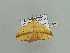  (Epigynopteryx ansorgeiAH02Ca - BC ZSM Lep 93676)  @13 [ ] CreativeCommons - Attribution Non-Commercial Share-Alike (2016) SNSB, Staatliche Naturwissenschaftliche Sammlungen Bayerns ZSM (SNSB, Zoologische Staatssammlung Muenchen)