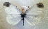  ( - BC ZSM Lep 94057)  @13 [ ] CreativeCommons - Attribution Non-Commercial Share-Alike (2016) SNSB, Staatliche Naturwissenschaftliche Sammlungen Bayerns ZSM (SNSB, Zoologische Staatssammlung Muenchen)