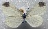  ( - BC ZSM Lep 94072)  @13 [ ] CreativeCommons - Attribution Non-Commercial Share-Alike (2016) SNSB, Staatliche Naturwissenschaftliche Sammlungen Bayerns ZSM (SNSB, Zoologische Staatssammlung Muenchen)