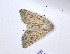  ( - BC ZSM Lep 94086)  @13 [ ] CreativeCommons - Attribution Non-Commercial Share-Alike (2016) SNSB, Staatliche Naturwissenschaftliche Sammlungen Bayerns ZSM (SNSB, Zoologische Staatssammlung Muenchen)