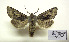  (Perigrapha i-cinctum i-cinctum - BC ZSM Lep 94097)  @13 [ ] CreativeCommons - Attribution Non-Commercial Share-Alike (2016) SNSB, Staatliche Naturwissenschaftliche Sammlungen Bayerns ZSM (SNSB, Zoologische Staatssammlung Muenchen)