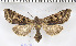  (Perigrapha centralasiae - BC ZSM Lep 94101)  @14 [ ] CreativeCommons - Attribution Non-Commercial Share-Alike (2016) SNSB, Staatliche Naturwissenschaftliche Sammlungen Bayerns ZSM (SNSB, Zoologische Staatssammlung Muenchen)