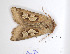  ( - BC ZSM Lep 94102)  @13 [ ] CreativeCommons - Attribution Non-Commercial Share-Alike (2016) SNSB, Staatliche Naturwissenschaftliche Sammlungen Bayerns ZSM (SNSB, Zoologische Staatssammlung Muenchen)