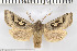  (Perigrapha yasawii - BC ZSM Lep 94103)  @14 [ ] CreativeCommons - Attribution Non-Commercial Share-Alike (2016) SNSB, Staatliche Naturwissenschaftliche Sammlungen Bayerns ZSM (SNSB, Zoologische Staatssammlung Muenchen)