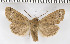  ( - BC ZSM Lep 94110)  @13 [ ] CreativeCommons - Attribution Non-Commercial Share-Alike (2016) SNSB, Staatliche Naturwissenschaftliche Sammlungen Bayerns ZSM (SNSB, Zoologische Staatssammlung Muenchen)