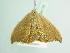  ( - BC ZSM Lep 94118)  @12 [ ] CreativeCommons - Attribution Non-Commercial Share-Alike (2016) SNSB, Staatliche Naturwissenschaftliche Sammlungen Bayerns ZSM (SNSB, Zoologische Staatssammlung Muenchen)