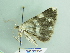  ( - BC ZSM Lep 94120)  @12 [ ] CreativeCommons - Attribution Non-Commercial Share-Alike (2016) SNSB, Staatliche Naturwissenschaftliche Sammlungen Bayerns ZSM (SNSB, Zoologische Staatssammlung Muenchen)