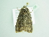  ( - BC ZSM Lep 94125)  @13 [ ] CreativeCommons - Attribution Non-Commercial Share-Alike (2016) SNSB, Staatliche Naturwissenschaftliche Sammlungen Bayerns ZSM (SNSB, Zoologische Staatssammlung Muenchen)