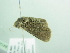  ( - BC ZSM Lep 94126)  @13 [ ] CreativeCommons - Attribution Non-Commercial Share-Alike (2016) SNSB, Staatliche Naturwissenschaftliche Sammlungen Bayerns ZSM (SNSB, Zoologische Staatssammlung Muenchen)