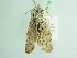  ( - BC ZSM Lep 94128)  @13 [ ] CreativeCommons - Attribution Non-Commercial Share-Alike (2016) SNSB, Staatliche Naturwissenschaftliche Sammlungen Bayerns ZSM (SNSB, Zoologische Staatssammlung Muenchen)