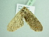  ( - BC ZSM Lep 94129)  @11 [ ] CreativeCommons - Attribution Non-Commercial Share-Alike (2016) SNSB, Staatliche Naturwissenschaftliche Sammlungen Bayerns ZSM (SNSB, Zoologische Staatssammlung Muenchen)