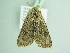  ( - BC ZSM Lep 94130)  @11 [ ] CreativeCommons - Attribution Non-Commercial Share-Alike (2016) SNSB, Staatliche Naturwissenschaftliche Sammlungen Bayerns ZSM (SNSB, Zoologische Staatssammlung Muenchen)