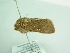  ( - BC ZSM Lep 94132)  @11 [ ] CreativeCommons - Attribution Non-Commercial Share-Alike (2016) SNSB, Staatliche Naturwissenschaftliche Sammlungen Bayerns ZSM (SNSB, Zoologische Staatssammlung Muenchen)