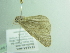  ( - BC ZSM Lep 94138)  @13 [ ] CreativeCommons - Attribution Non-Commercial Share-Alike (2016) SNSB, Staatliche Naturwissenschaftliche Sammlungen Bayerns ZSM (SNSB, Zoologische Staatssammlung Muenchen)