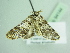  ( - BC ZSM Lep 94144)  @13 [ ] CreativeCommons - Attribution Non-Commercial Share-Alike (2016) SNSB, Staatliche Naturwissenschaftliche Sammlungen Bayerns ZSM (SNSB, Zoologische Staatssammlung Muenchen)