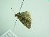  ( - BC ZSM Lep 94145)  @11 [ ] CreativeCommons - Attribution Non-Commercial Share-Alike (2016) SNSB, Staatliche Naturwissenschaftliche Sammlungen Bayerns ZSM (SNSB, Zoologische Staatssammlung Muenchen)
