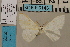  ( - BC ZSM Lep 94158)  @11 [ ] CreativeCommons - Attribution Non-Commercial Share-Alike (2019) SNSB, Staatliche Naturwissenschaftliche Sammlungen Bayerns ZSM (SNSB, Zoologische Staatssammlung Muenchen)