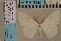  ( - BC ZSM Lep 94160)  @11 [ ] CreativeCommons - Attribution Non-Commercial Share-Alike (2019) SNSB, Staatliche Naturwissenschaftliche Sammlungen Bayerns ZSM (SNSB, Zoologische Staatssammlung Muenchen)