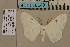  (Problepsis flavistigma dilastigmaDS01 - BC ZSM Lep 94161)  @11 [ ] CreativeCommons - Attribution Non-Commercial Share-Alike (2019) SNSB, Staatliche Naturwissenschaftliche Sammlungen Bayerns ZSM (SNSB, Zoologische Staatssammlung Muenchen)