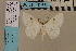  ( - BC ZSM Lep 94168)  @13 [ ] CreativeCommons - Attribution Non-Commercial Share-Alike (2016) SNSB, Staatliche Naturwissenschaftliche Sammlungen Bayerns ZSM (SNSB, Zoologische Staatssammlung Muenchen)