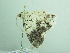  ( - BC ZSM Lep 94203)  @13 [ ] CreativeCommons - Attribution Non-Commercial Share-Alike (2016) SNSB, Staatliche Naturwissenschaftliche Sammlungen Bayerns ZSM (SNSB, Zoologische Staatssammlung Muenchen)