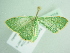  ( - BC ZSM Lep 94214)  @12 [ ] CreativeCommons - Attribution Non-Commercial Share-Alike (2016) SNSB, Staatliche Naturwissenschaftliche Sammlungen Bayerns ZSM (SNSB, Zoologische Staatssammlung Muenchen)
