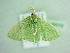  ( - BC ZSM Lep 94219)  @12 [ ] CreativeCommons - Attribution Non-Commercial Share-Alike (2016) SNSB, Staatliche Naturwissenschaftliche Sammlungen Bayerns ZSM (SNSB, Zoologische Staatssammlung Muenchen)