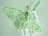  ( - BC ZSM Lep 94220)  @12 [ ] CreativeCommons - Attribution Non-Commercial Share-Alike (2016) SNSB, Staatliche Naturwissenschaftliche Sammlungen Bayerns ZSM (SNSB, Zoologische Staatssammlung Muenchen)
