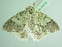  ( - BC ZSM Lep 94222)  @13 [ ] CreativeCommons - Attribution Non-Commercial Share-Alike (2016) SNSB, Staatliche Naturwissenschaftliche Sammlungen Bayerns ZSM (SNSB, Zoologische Staatssammlung Muenchen)