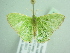  ( - BC ZSM Lep 94227)  @12 [ ] CreativeCommons - Attribution Non-Commercial Share-Alike (2016) SNSB, Staatliche Naturwissenschaftliche Sammlungen Bayerns ZSM (SNSB, Zoologische Staatssammlung Muenchen)