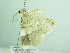  ( - BC ZSM Lep 94234)  @13 [ ] CreativeCommons - Attribution Non-Commercial Share-Alike (2016) SNSB, Staatliche Naturwissenschaftliche Sammlungen Bayerns ZSM (SNSB, Zoologische Staatssammlung Muenchen)