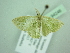  ( - BC ZSM Lep 94246)  @13 [ ] CreativeCommons - Attribution Non-Commercial Share-Alike (2016) SNSB, Staatliche Naturwissenschaftliche Sammlungen Bayerns ZSM (SNSB, Zoologische Staatssammlung Muenchen)