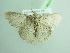  ( - BC ZSM Lep 98254)  @13 [ ] CreativeCommons - Attribution Non-Commercial Share-Alike (2017) SNSB, Staatliche Naturwissenschaftliche Sammlungen Bayerns ZSM (SNSB, Zoologische Staatssammlung Muenchen)