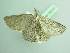  ( - BC ZSM Lep 98255)  @11 [ ] CreativeCommons - Attribution Non-Commercial Share-Alike (2017) SNSB, Staatliche Naturwissenschaftliche Sammlungen Bayerns ZSM (SNSB, Zoologische Staatssammlung Muenchen)