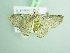  ( - BC ZSM Lep 98257)  @11 [ ] CreativeCommons - Attribution Non-Commercial Share-Alike (2017) SNSB, Staatliche Naturwissenschaftliche Sammlungen Bayerns ZSM (SNSB, Zoologische Staatssammlung Muenchen)
