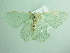  ( - BC ZSM Lep 98259)  @13 [ ] CreativeCommons - Attribution Non-Commercial Share-Alike (2017) SNSB, Staatliche Naturwissenschaftliche Sammlungen Bayerns ZSM (SNSB, Zoologische Staatssammlung Muenchen)